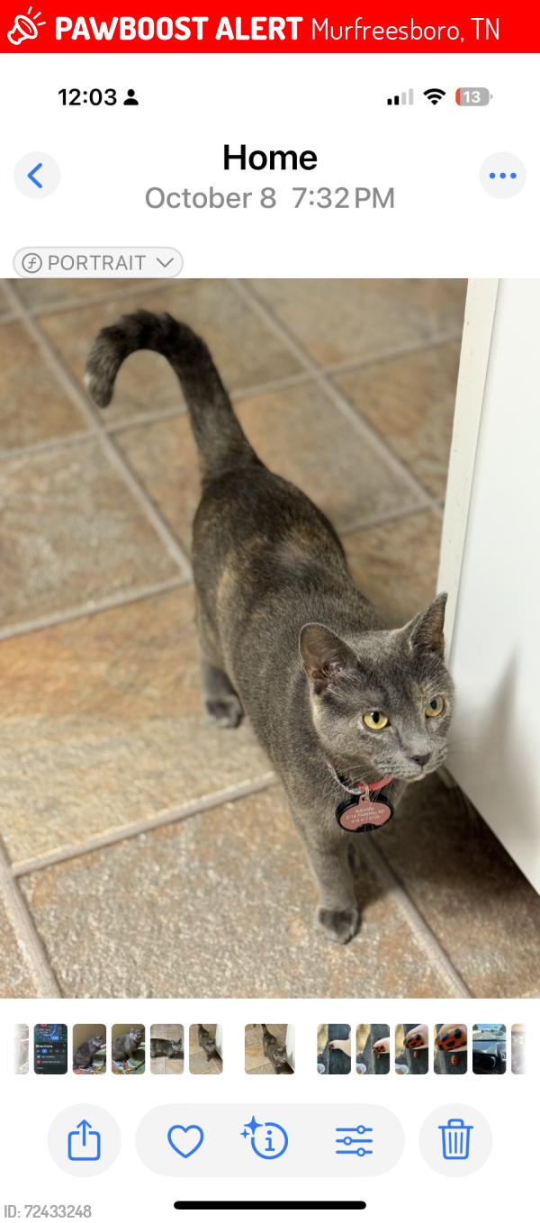 Lost Female Cat last seen Windsorgreen, Murfreesboro, TN 37129