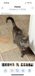 Lost Female Cat last seen Windsorgreen, Murfreesboro, TN 37129