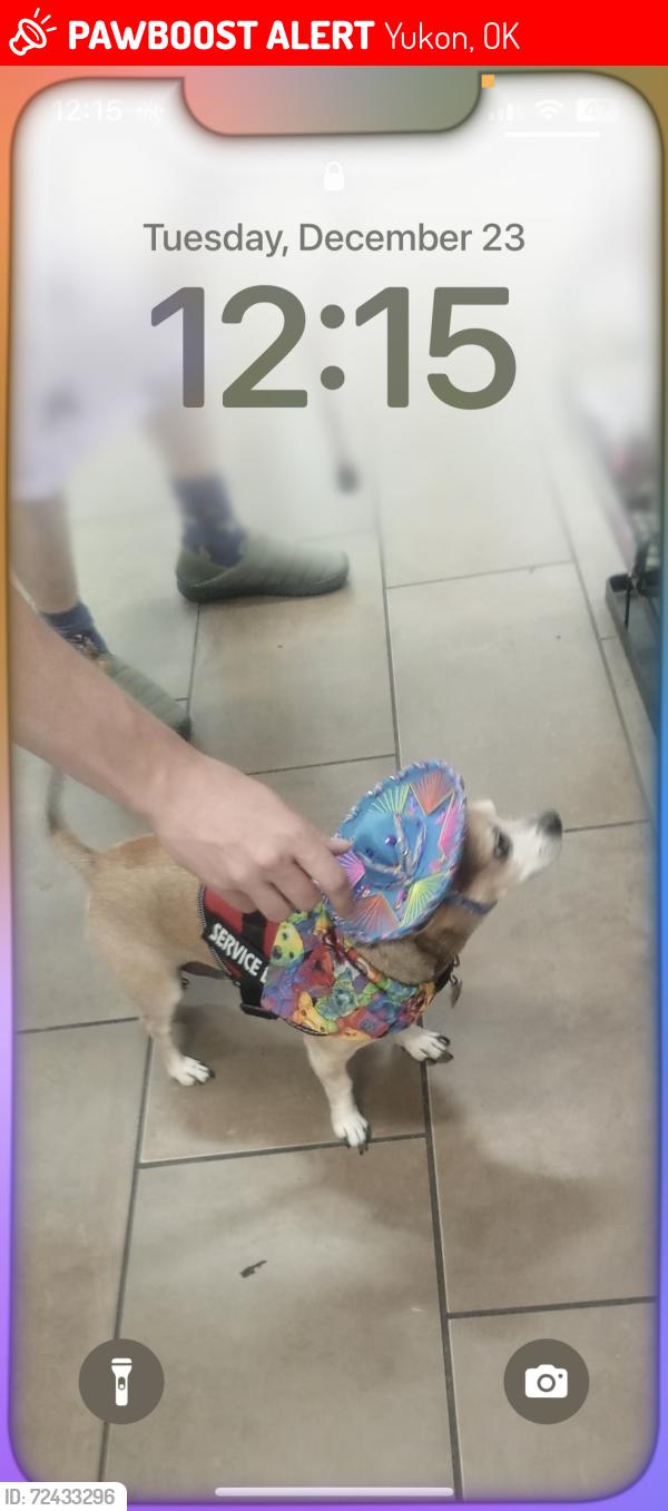 Lost Male Dog last seen Goodwill parking lot , Yukon, OK 73099