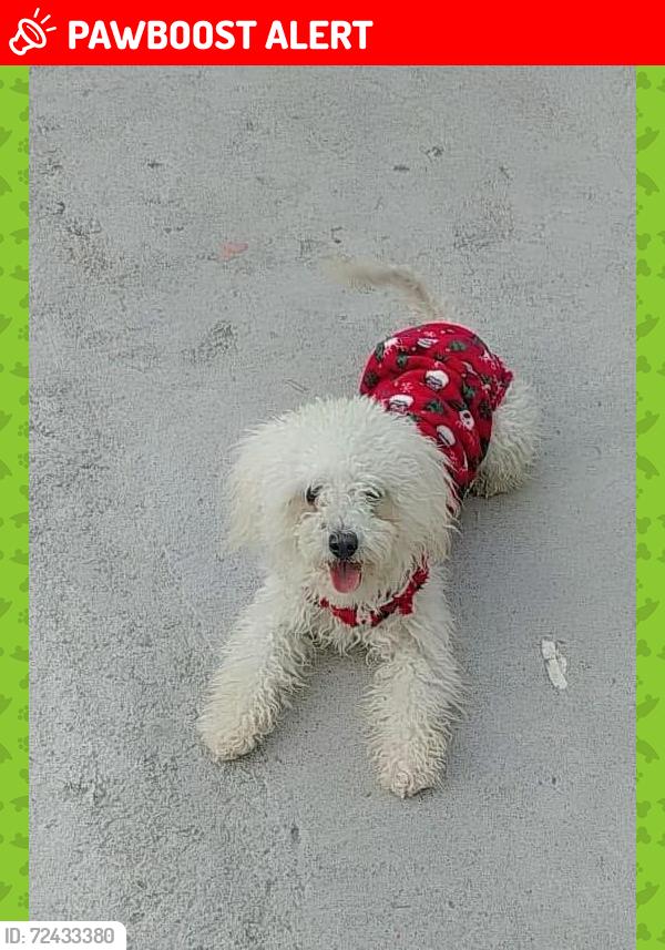 Lost Female Dog last seen En san Jorge Valle Santa Elena , Valle de Santa Elena, N.L. 65776