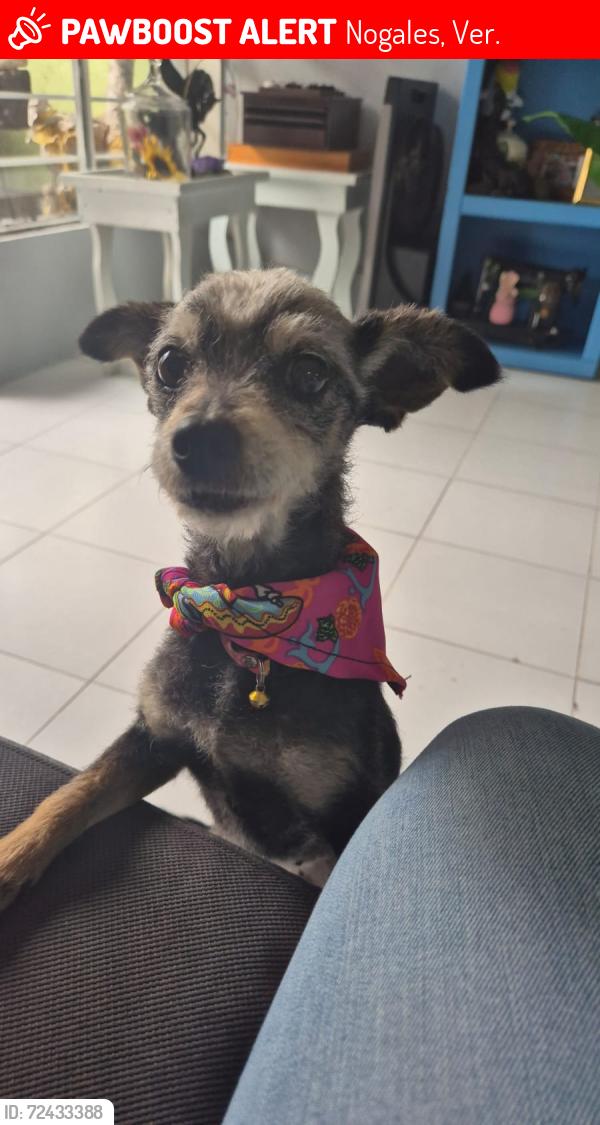 Lost Female Dog last seen Nogales Veracruz , Nogales, Ver. 94720