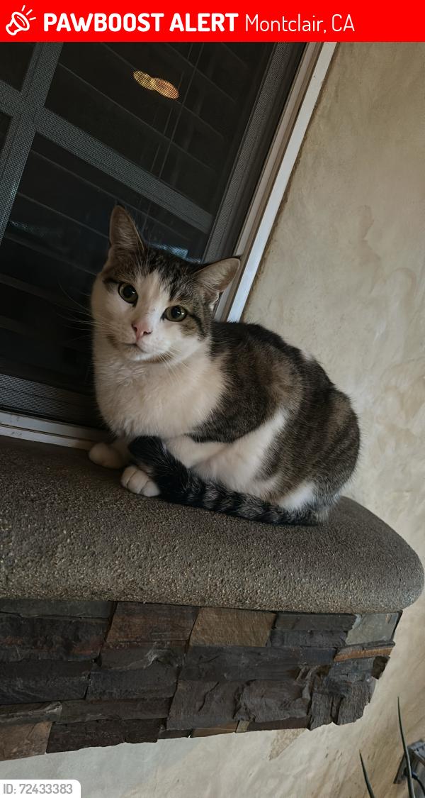 Lost Male Cat last seen And the end of the street that Saratoga park is on, Montclair, CA 91763