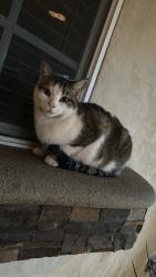 Lost Male Cat last seen And the end of the street that Saratoga park is on, Montclair, CA 91763
