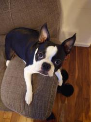 Lost Female Dog last seen Boonshill Rd., Petersburg, TN 37144