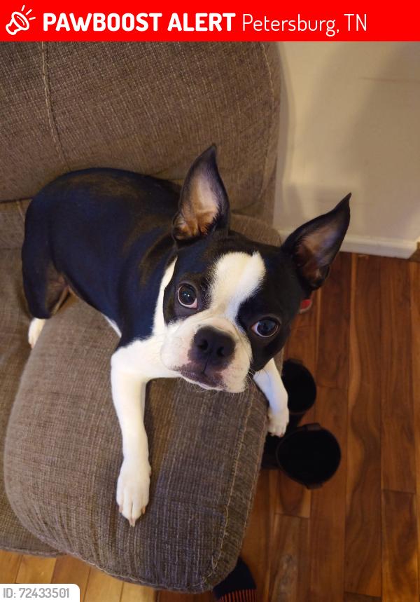 Lost Female Dog last seen Boonshill Rd., Petersburg, TN 37144