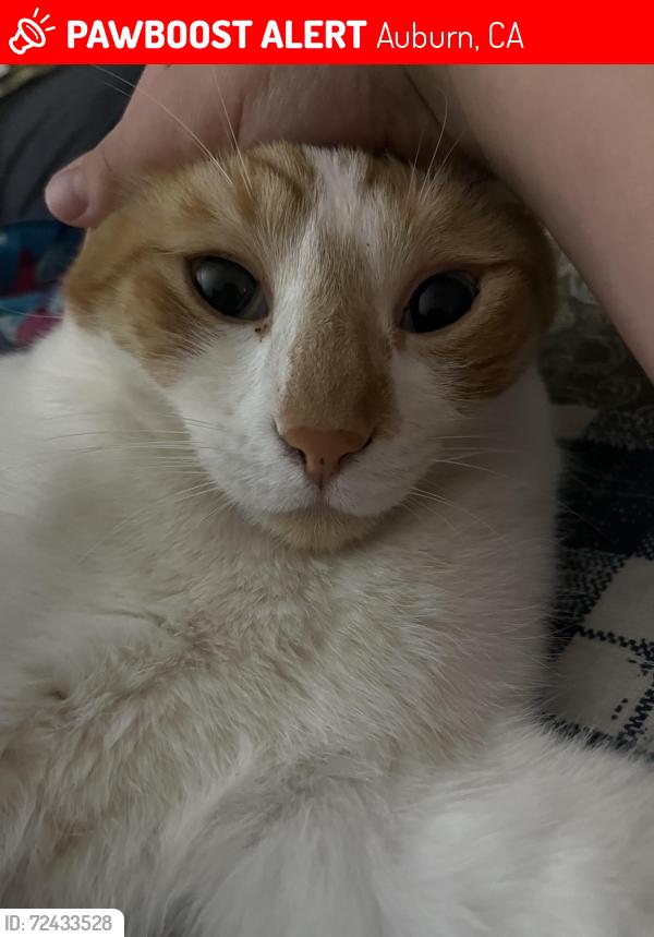 Lost Male Cat last seen Auburn Folsom rd and sunrise ridge circle , Auburn, CA 95603