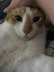 Lost Male Cat last seen Auburn Folsom rd and sunrise ridge circle , Auburn, CA 95603