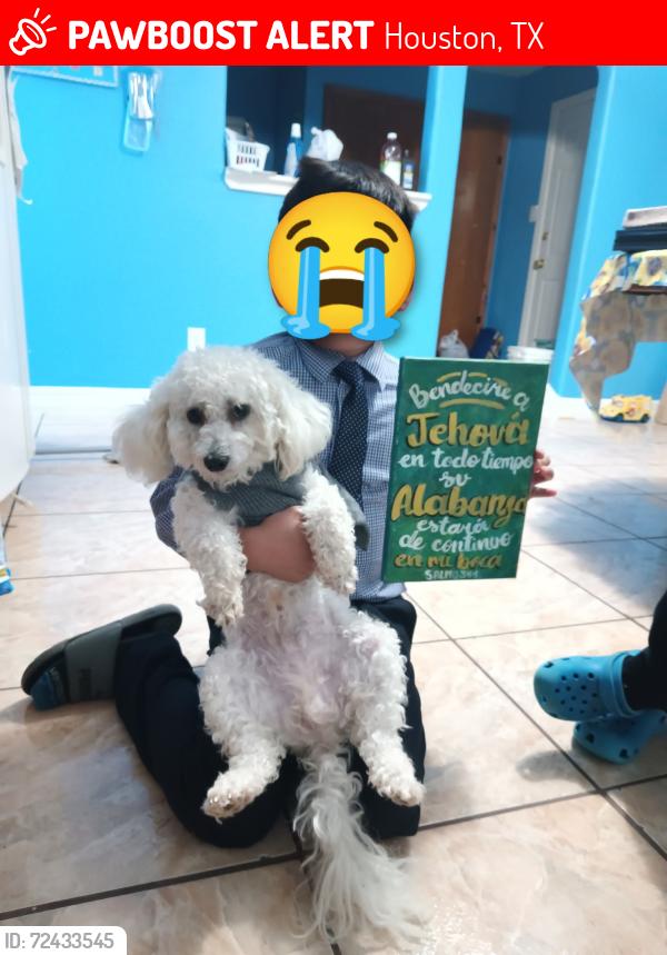 Lost Male Dog last seen Scott St & Reed rd , Houston, TX 77051