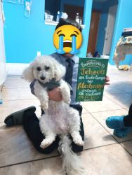 Lost Male Dog last seen Scott St & Reed rd , Houston, TX 77051