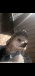 Lost Male Dog last seen Near se locust st, Topeka, KS 66607