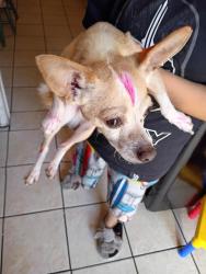 Lost Male Dog last seen El parque, Los Angeles, CA 90044