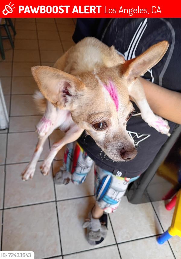 Lost Male Dog last seen El parque, Los Angeles, CA 90044