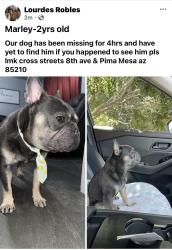 Lost Male Dog last seen Pima & 8th ave , Mesa, AZ 85210