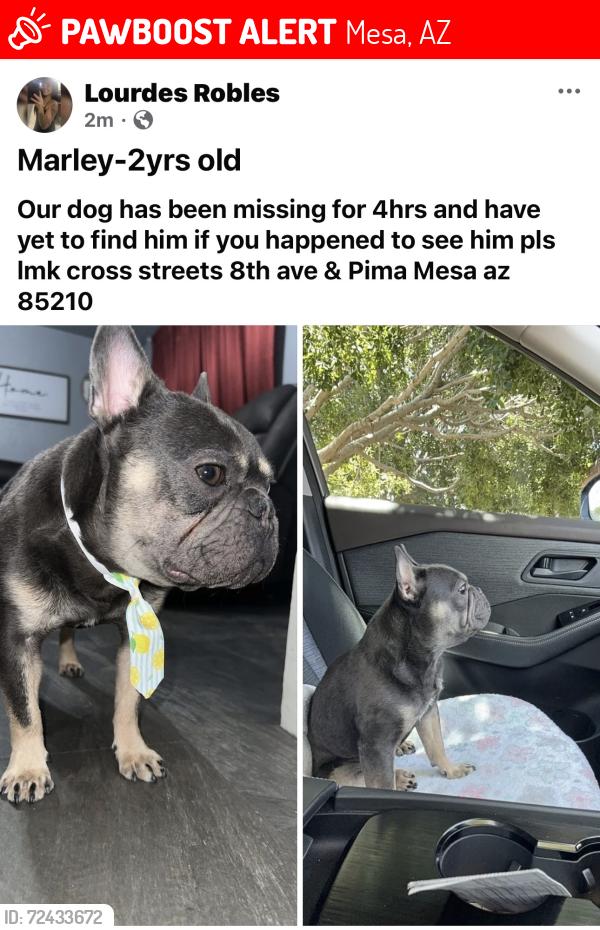 Lost Male Dog last seen Pima & 8th ave , Mesa, AZ 85210