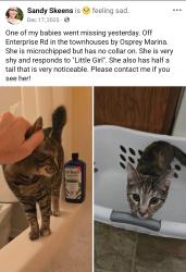 Lost Female Cat last seen Osprey marina, Myrtle Beach, SC 29588