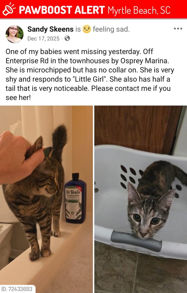Lost Female Cat last seen Osprey marina, Myrtle Beach, SC 29588