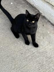Lost Male Cat last seen Arrow and Grand, Covina, Covina, CA 91724