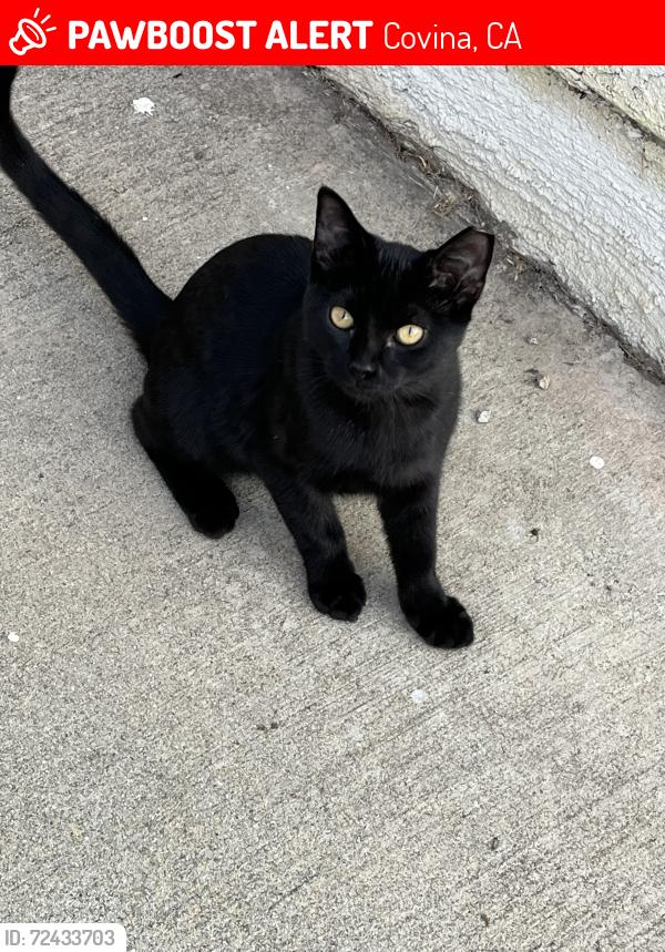 Lost Male Cat last seen Arrow and Grand, Covina, Covina, CA 91724
