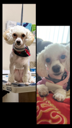 Lost Female Dog last seen Manning Ave and Sutter Ave, San Joaquin, CA 93660