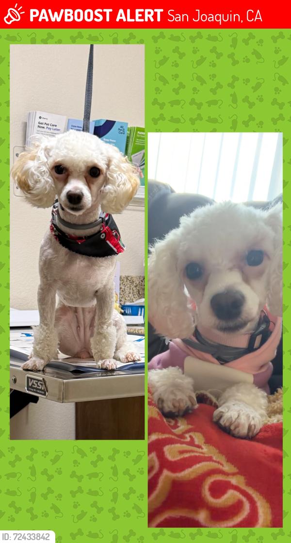 Lost Female Dog last seen Manning Ave and Sutter Ave, San Joaquin, CA 93660