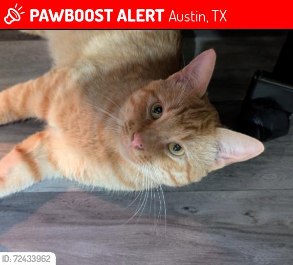 Lost Male Cat last seen Near Guadalupe , Austin, TX 78705
