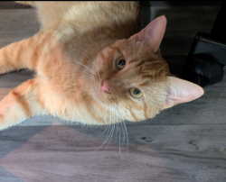 Lost Male Cat last seen Near Guadalupe , Austin, TX 78705