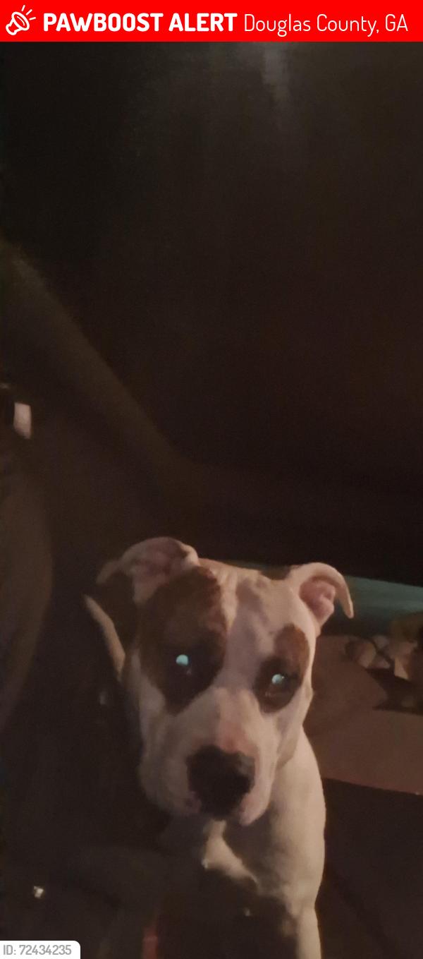 Lost Male Dog last seen Medlock Park Sub division, Douglas County, GA 30135