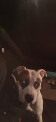 Lost Male Dog last seen Medlock Park Sub division, Douglas County, GA 30135