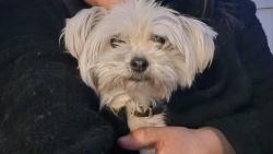 Lost Female Dog last seen Centennial and durango, Las Vegas, NV 89149