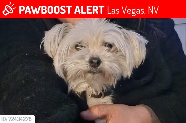 Lost Female Dog last seen Centennial and durango, Las Vegas, NV 89149