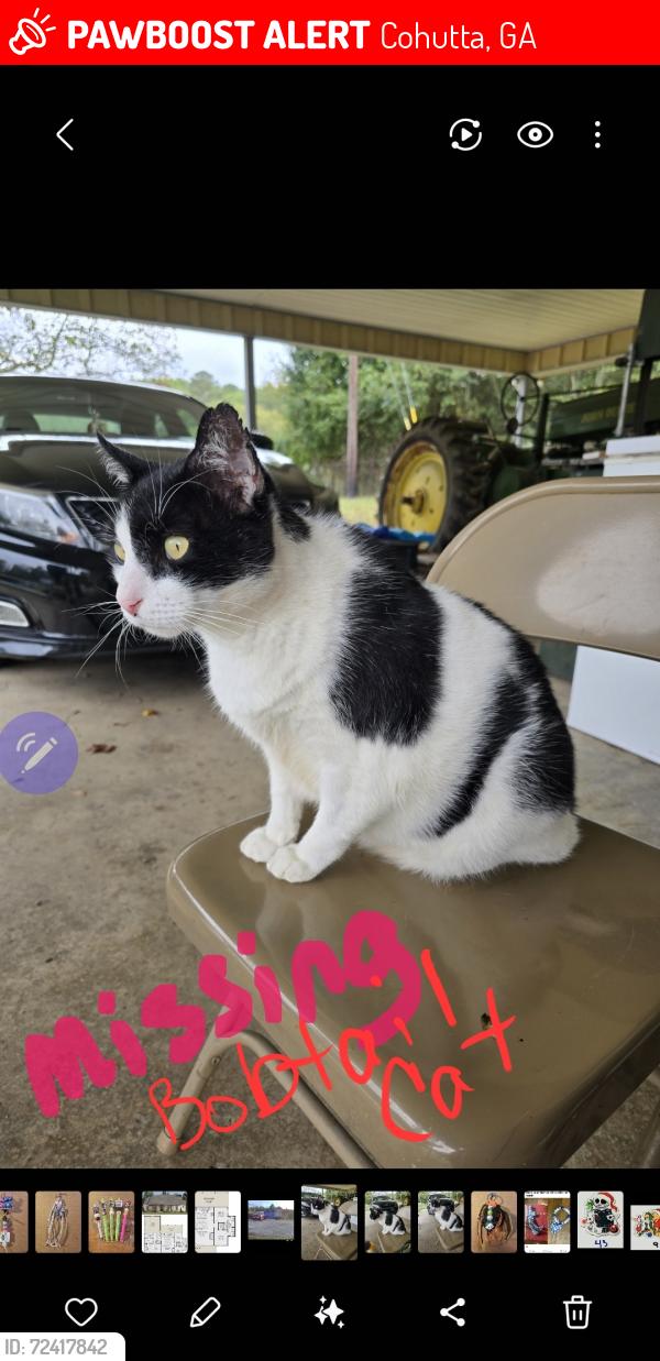 Lost Male Cat last seen Lowe Rd Cohutta, Cohutta, GA 30710