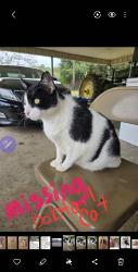 Lost Male Cat last seen Lowe Rd Cohutta, Cohutta, GA 30710