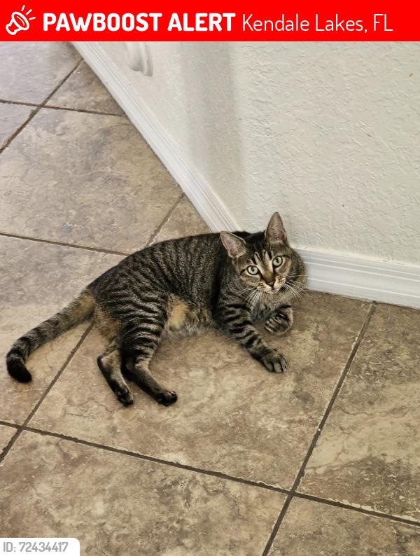Lost Female Cat last seen Miller drive and 165th ct, Miami, FL 33193
