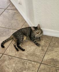 Lost Female Cat last seen Miller drive and 165th ct, Miami, FL 33193