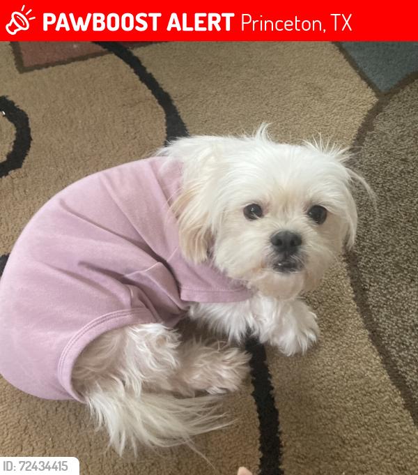 Lost Female Dog last seen County road 947, Princeton, TX 75407