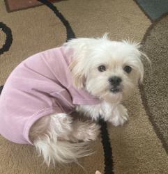 Lost Female Dog last seen County road 947, Princeton, TX 75407