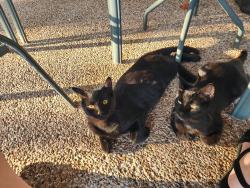 Lost Male Cat last seen Speegleville rd & Wheatland, Waco, TX 76712