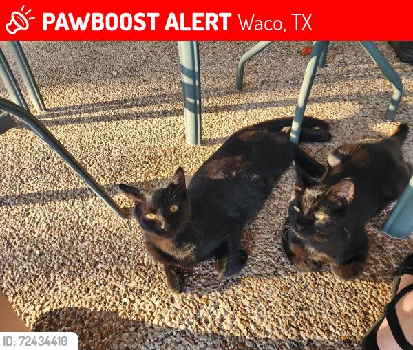 Lost Male Cat last seen Speegleville rd & Wheatland, Waco, TX 76712