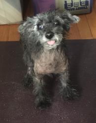 Lost Female Dog last seen Sylvan Drive near Memorial, Greenville, NC 27834