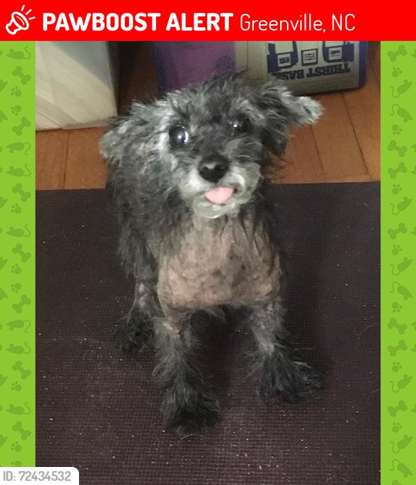 Lost Female Dog last seen Sylvan Drive near Memorial, Greenville, NC 27834