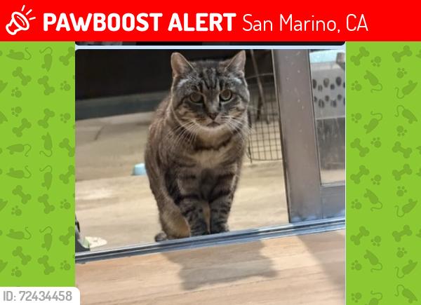 Lost Female Cat last seen Encino Dr., San Marino, CA 91108