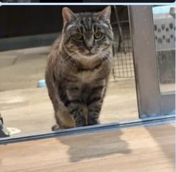 Lost Female Cat last seen Encino Dr., San Marino, CA 91108