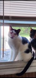 Lost Female Cat last seen S Hampton Road and Elbern Avenue  43213, Columbus, OH 43213