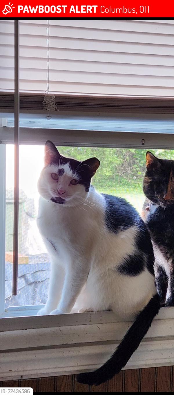 Lost Female Cat last seen S Hampton Road and Elbern Avenue 43213, Columbus, OH 43213
