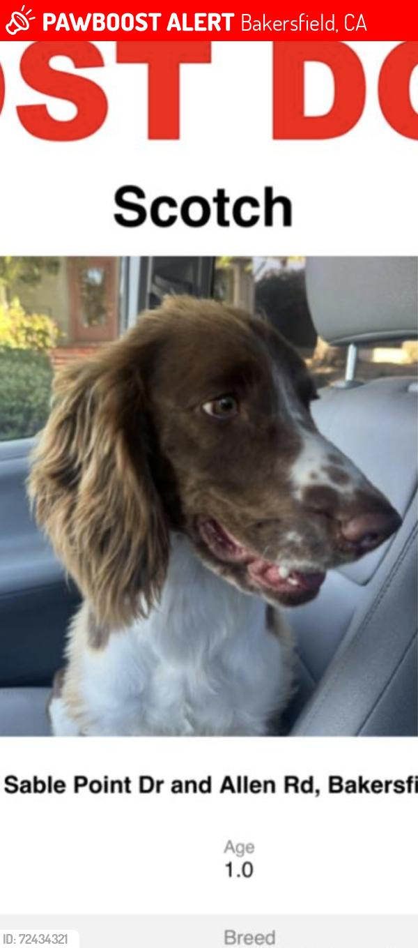 Lost Male Dog last seen Sable Point Drive and  Allen Rd, Bakersfield, CA 93312