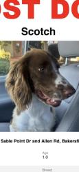 Lost Male Dog last seen Sable Point Drive and  Allen Rd, Bakersfield, CA 93312