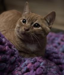 Lost Male Cat last seen Appleby Rd , Fayetteville, AR 72703