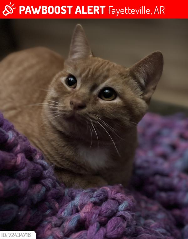 Lost Male Cat last seen Appleby Rd , Fayetteville, AR 72703