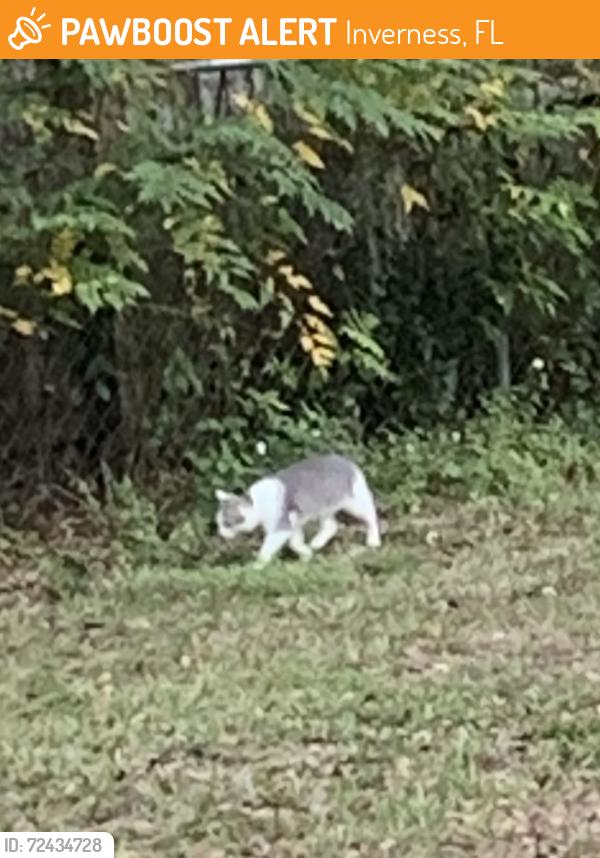 Found/Stray Unknown Cat last seen Near Dollar General, Inverness, FL 34450