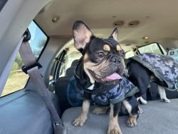 Lost Male Dog last seen Near 10th ave and 10th st, Yuma, AZ 85364